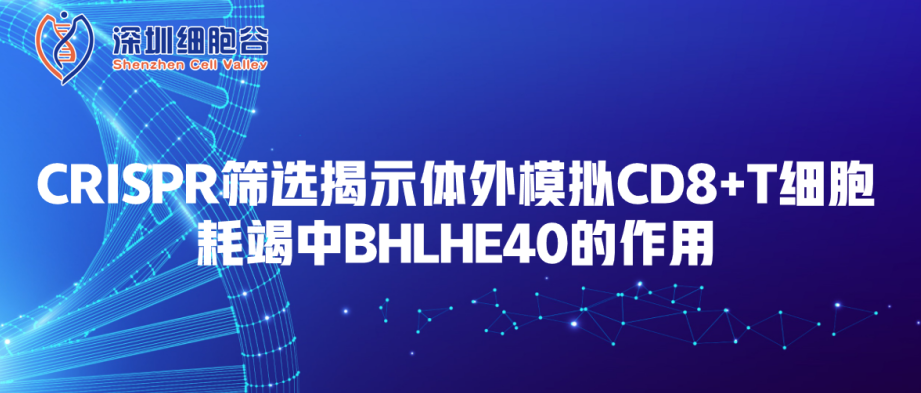 CRISPR筛选揭示体外模拟CD8+T细胞耗竭中BHLHE40的作用