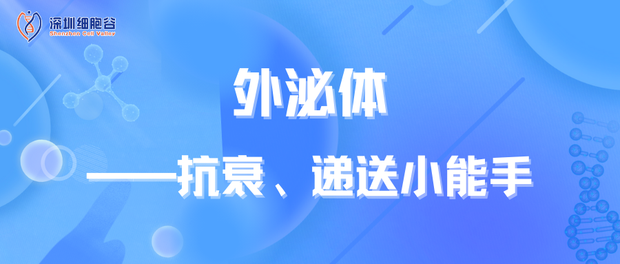 外泌体——抗衰、递送小能手